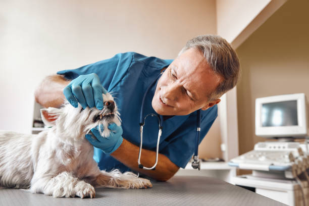 Best Broken or Chipped Tooth Repair in Whitaker, PA
